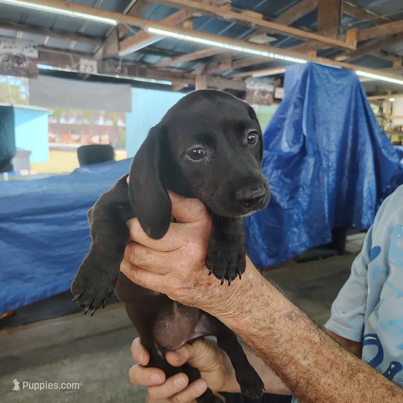 River – Miniature Dachshund puppy for sale in Homosassa, FL