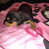 Reeses, a female Miniature Dachshund for sale in Homosassa, FL – 3 of 3