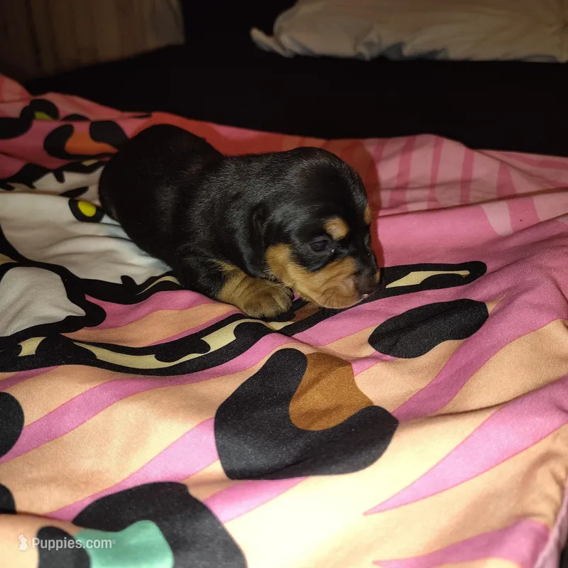 Reeses – Miniature Dachshund puppy for sale in Homosassa, FL