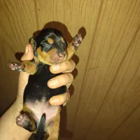 Reeses, a female Miniature Dachshund for sale in Homosassa, FL – Photo 2 of 3