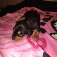Reeses, a female Miniature Dachshund for sale in Homosassa, FL – 2 of 3