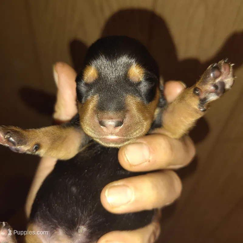 Reeses – Miniature Dachshund puppy for sale in Homosassa, FL