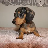 Dulce, a female Miniature Dachshund for sale in Homosassa, FL – Photo 1 of 3