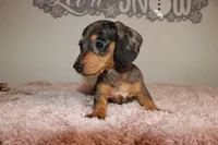 Dulce, a female Miniature Dachshund for sale in Homosassa, FL – Photo 1 of 3