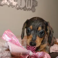 Dulce, a female Miniature Dachshund for sale in Homosassa, FL – Photo 2 of 3