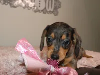 Dulce, a female Miniature Dachshund for sale in Homosassa, FL – Photo 2 of 3