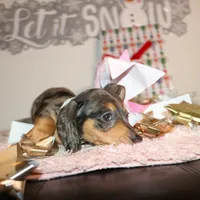 Dulce, a female Miniature Dachshund for sale in Homosassa, FL – Photo 3 of 3