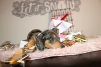 Dulce, a female Miniature Dachshund for sale in Homosassa, FL – Photo 3 of 3