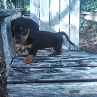 Bean, a female Miniature Dachshund for sale in Homosassa, FL – 3 of 3