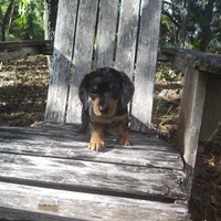Rocky, a male Miniature Dachshund for sale in Homosassa, FL – 4 of 5