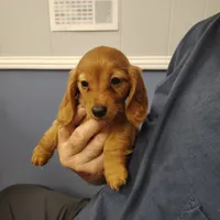 Hazel, a male Miniature Dachshund for sale in Homosassa, FL – 3 of 3
