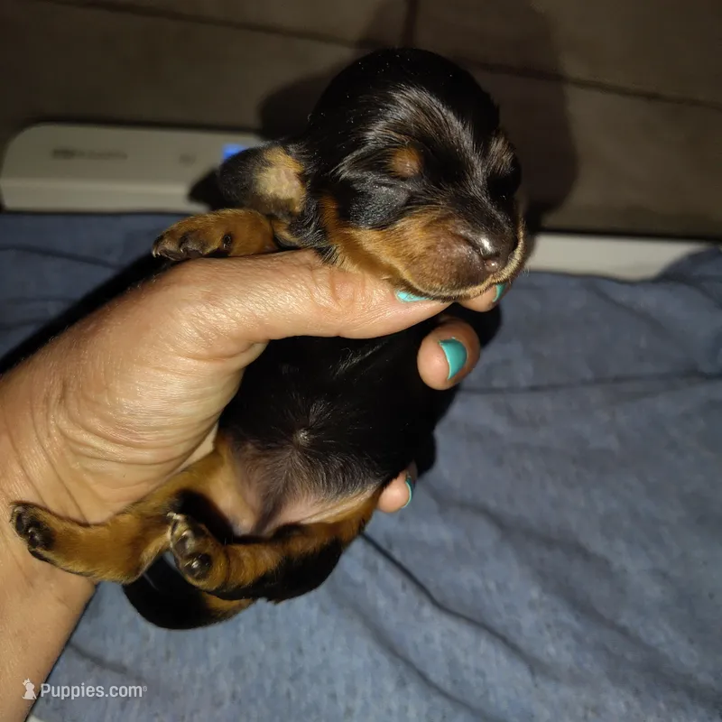 Mochi – Miniature Dachshund puppy for sale in Homosassa, FL