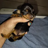 Mochi, a male Miniature Dachshund for sale in Homosassa, FL – Photo 1 of 3