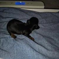 Mochi, a male Miniature Dachshund for sale in Homosassa, FL – Photo 3 of 3