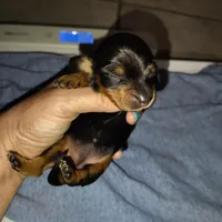 Mochi, a male Miniature Dachshund for sale in Homosassa, FL – Photo 2 of 3