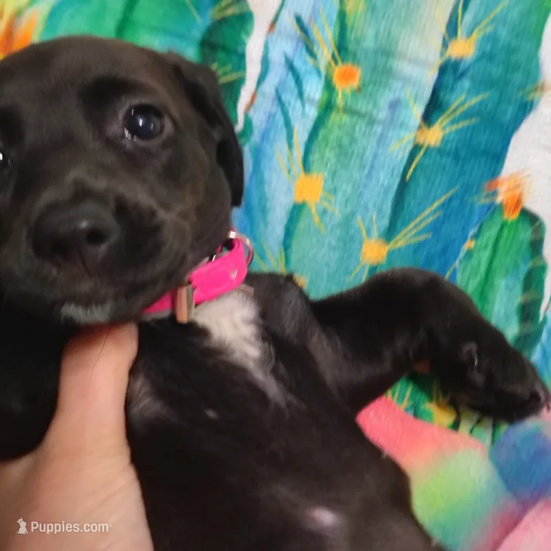 River – Miniature Dachshund puppy for sale in Homosassa, FL