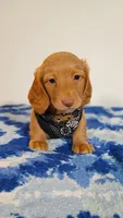 Theo, a male Miniature Dachshund for sale in Homosassa, FL – Photo 1 of 2