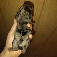 Cookie , a female Miniature Dachshund for sale in Homosassa, FL – Photo 2 of 3