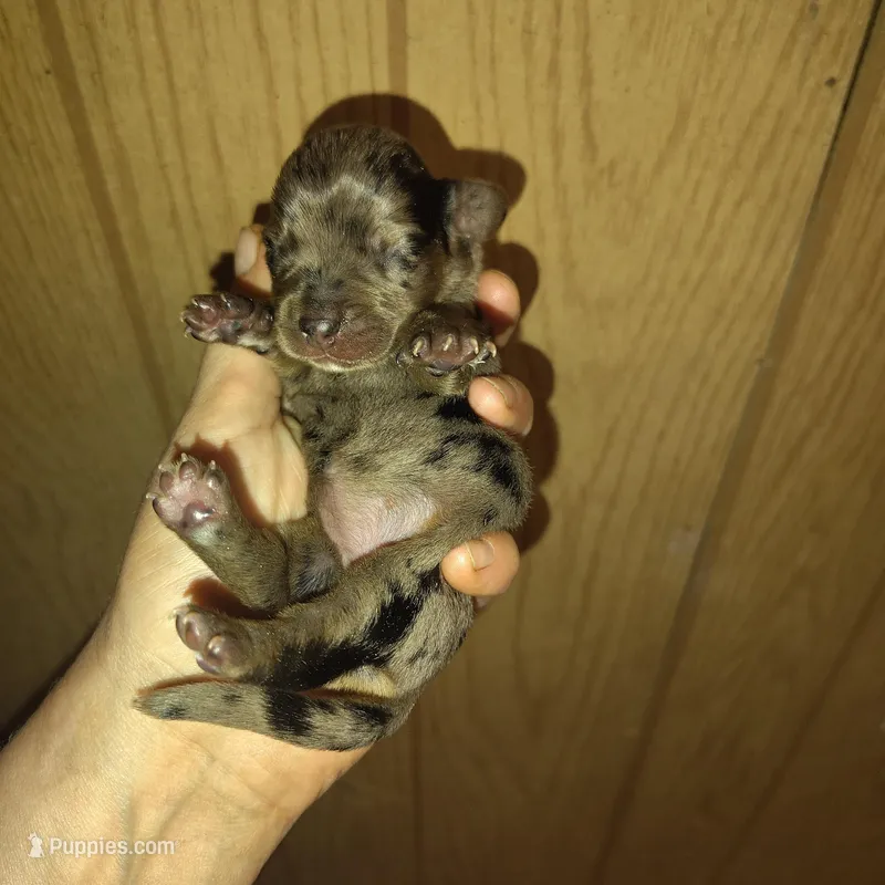 Cookie  – Miniature Dachshund puppy on hold in Homosassa, FL