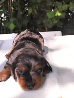 Silver Fox, a male Miniature Dachshund for sale in Homosassa, FL – Photo 2 of 5