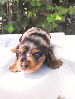 Silver Fox, a male Miniature Dachshund for sale in Homosassa, FL – Photo 1 of 5