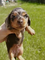 Silver Fox, a male Miniature Dachshund for sale in Homosassa, FL – Photo 3 of 5