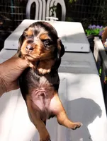 Silver Fox, a male Miniature Dachshund for sale in Homosassa, FL – Photo 4 of 5