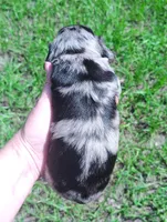 Silver Fox, a male Miniature Dachshund for sale in Homosassa, FL – Photo 5 of 5