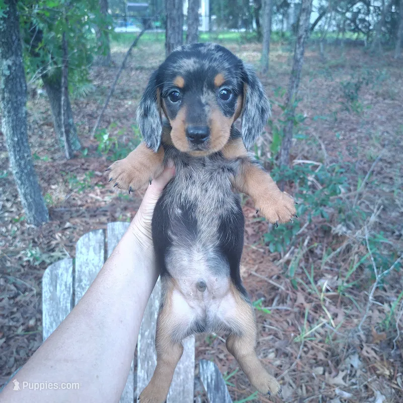 Rocky – Miniature Dachshund puppy for sale in Homosassa, FL