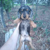Rocky, a male Miniature Dachshund for sale in Homosassa, FL – 1 of 5