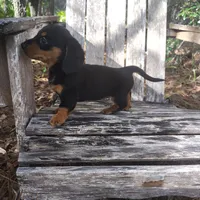 Bean, a female Miniature Dachshund for sale in Homosassa, FL – 2 of 3