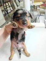 Rocky, a male Miniature Dachshund for sale in Homosassa, FL – Photo 2 of 5