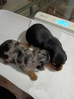 Rocky, a male Miniature Dachshund for sale in Homosassa, FL – Photo 5 of 5