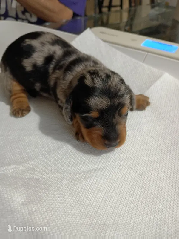 Rocky – Miniature Dachshund puppy for sale in Homosassa, FL
