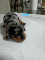 Rocky, a male Miniature Dachshund for sale in Homosassa, FL – Photo 4 of 5