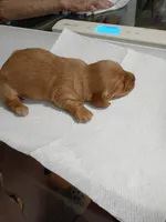 Peanut, a male Miniature Dachshund for sale in Homosassa, FL – Photo 3 of 5