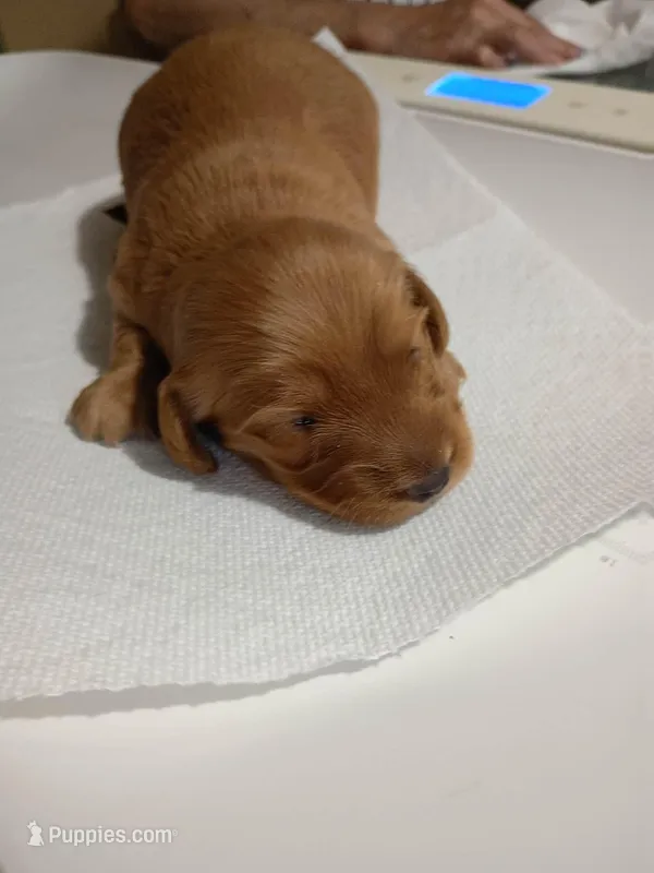 Peanut – Miniature Dachshund puppy for sale in Homosassa, FL