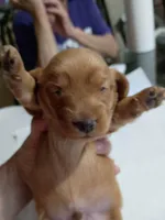 Peanut, a male Miniature Dachshund for sale in Homosassa, FL – Photo 4 of 5