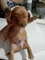 Peanut, a male Miniature Dachshund for sale in Homosassa, FL – Photo 2 of 5