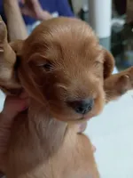 Peanut, a male Miniature Dachshund for sale in Homosassa, FL – Photo 5 of 5