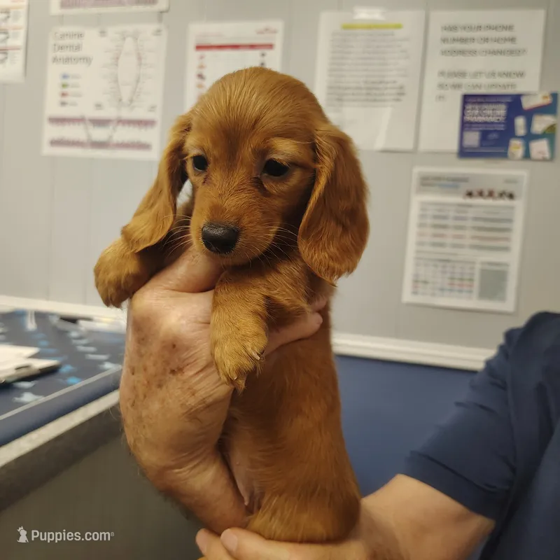 Hazel – Miniature Dachshund puppy for sale in Homosassa, FL