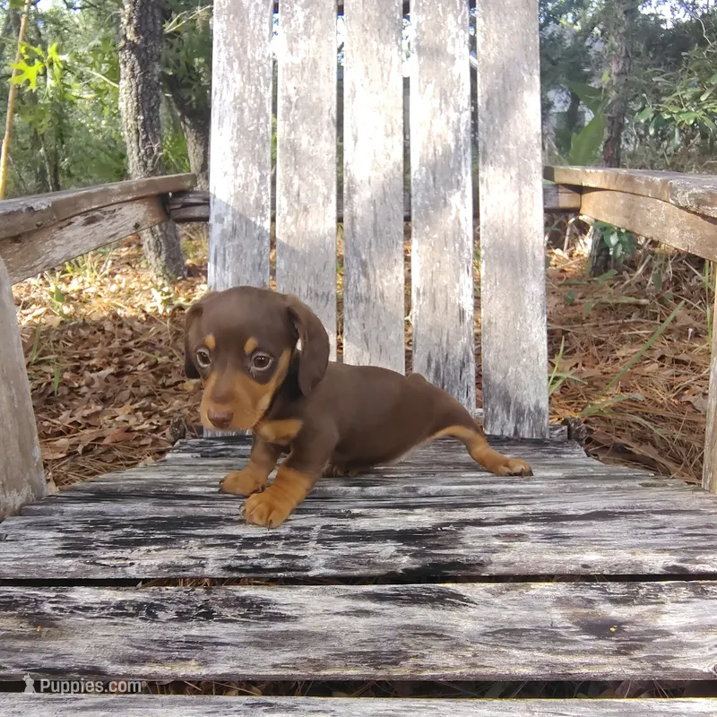 Java – Miniature Dachshund puppy for sale in Homosassa, FL
