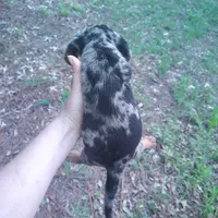 Rocky, a male Miniature Dachshund for sale in Homosassa, FL – 2 of 5
