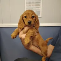 Hazel, a male Miniature Dachshund for sale in Homosassa, FL – 2 of 3
