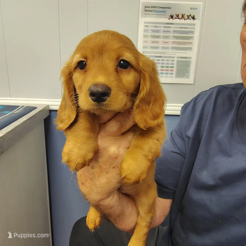 Peanut – Miniature Dachshund puppy for sale in Homosassa, FL