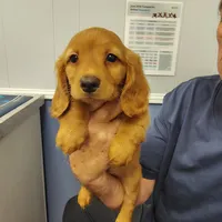 Peanut, a male Miniature Dachshund for sale in Homosassa, FL – 1 of 2