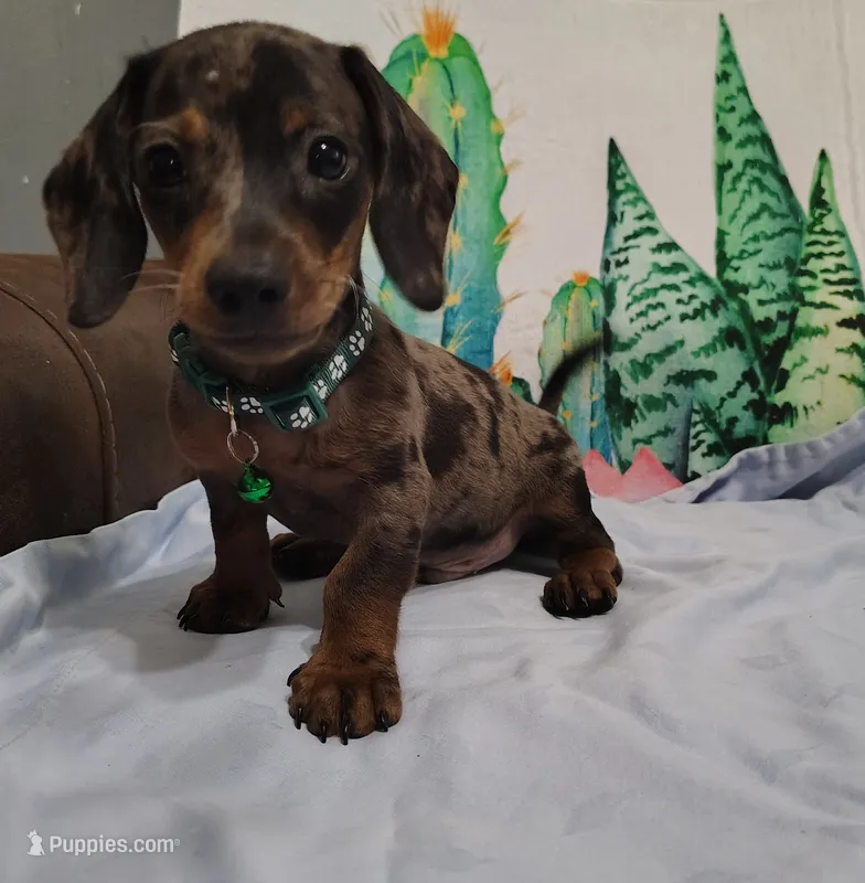 Oreo – Miniature Dachshund puppy for sale in Homosassa, FL
