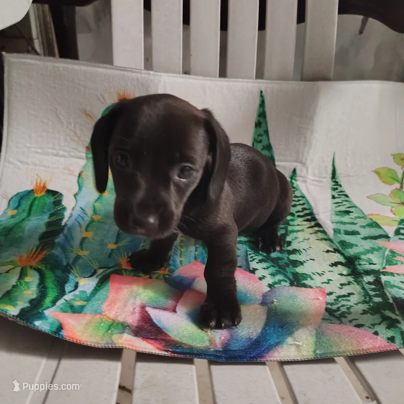 River – Miniature Dachshund puppy for sale in Homosassa, FL