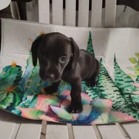 River, a female Miniature Dachshund for sale in Homosassa, FL – 1 of 2