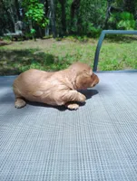 Twinkie, a female Miniature Dachshund for sale in Homosassa, FL – Photo 2 of 2